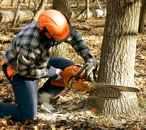 Tree Removal in Veblen, SD